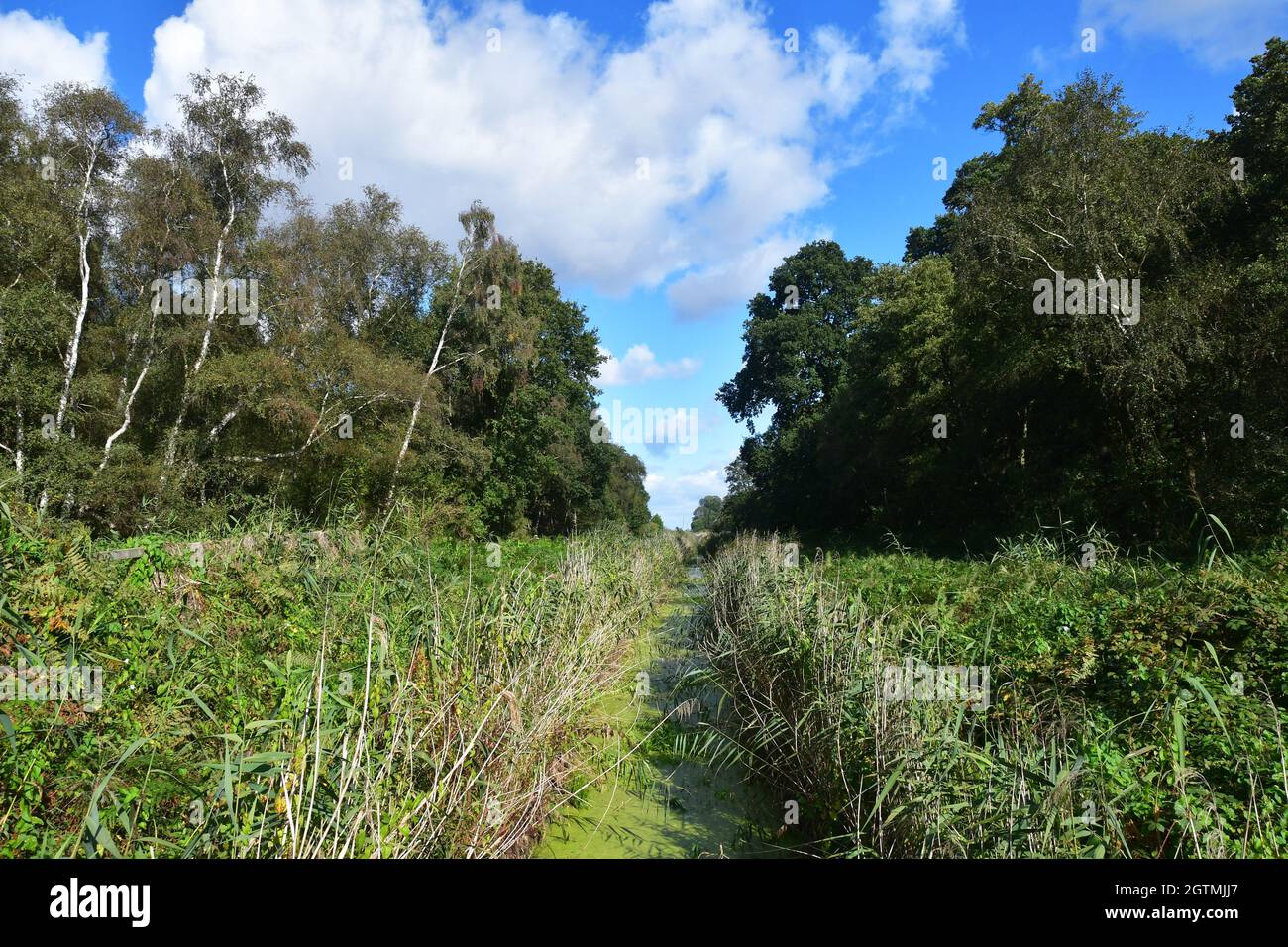 Holme Fen National Nature Reserve, part of the Great Fen near Ramsey St Mary, Cambridgeshire, UK Stock Photo