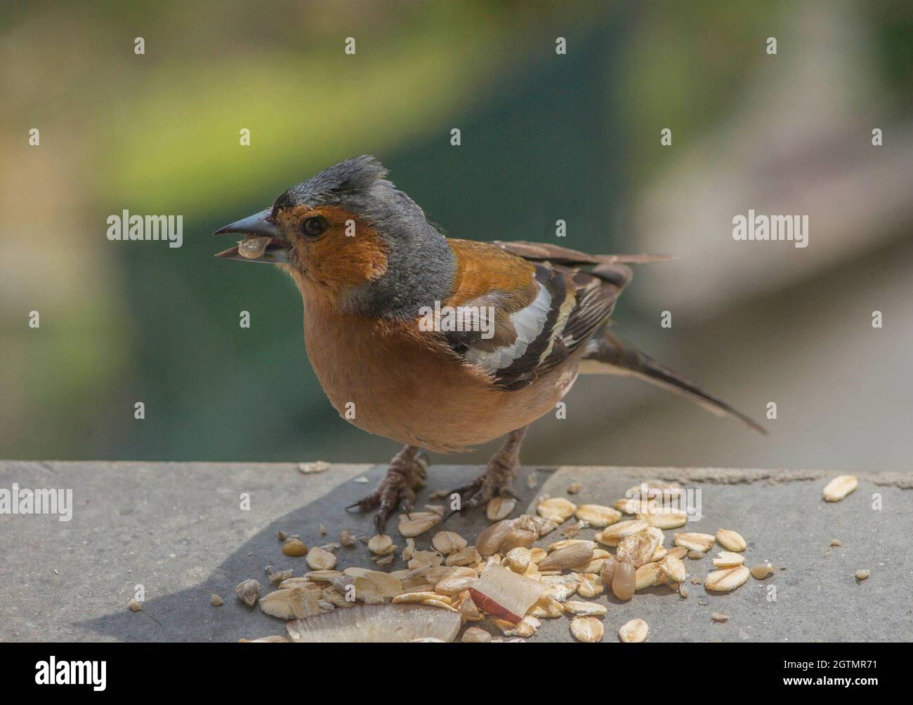 Robin eating insect hi-res stock photography and images - Alamy