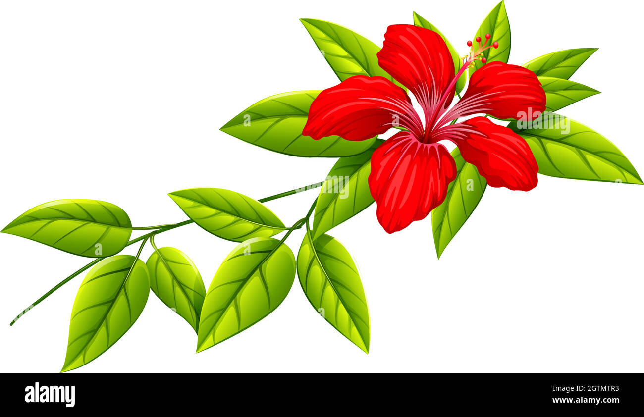 A plant with a red flower Stock Vector