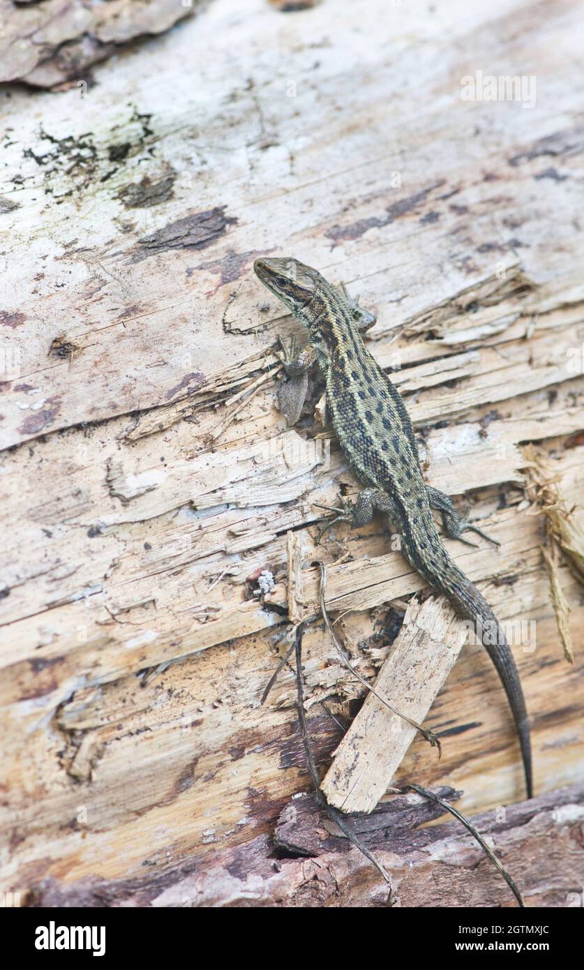 Common or viviparous lizard (Zootoca vivipara) basking on a log. Stock Photo