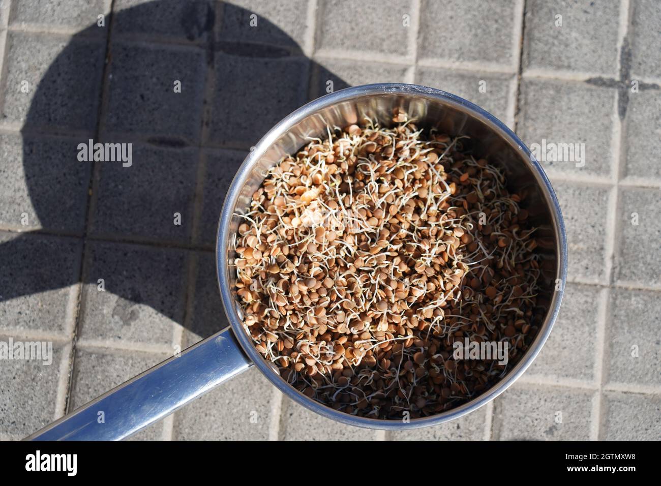Pot With Germinated, Sprouted Lentils, Legumes, On Street Stock Photo