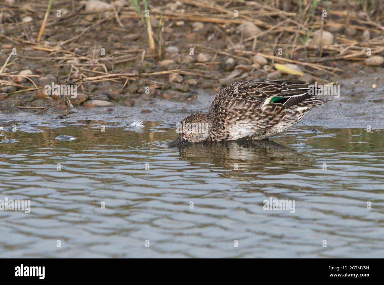 Common or Eurasian Teal (Anas crecca) female dabbling for food in shallow water. The bright green speculum is clearly visible Stock Photo