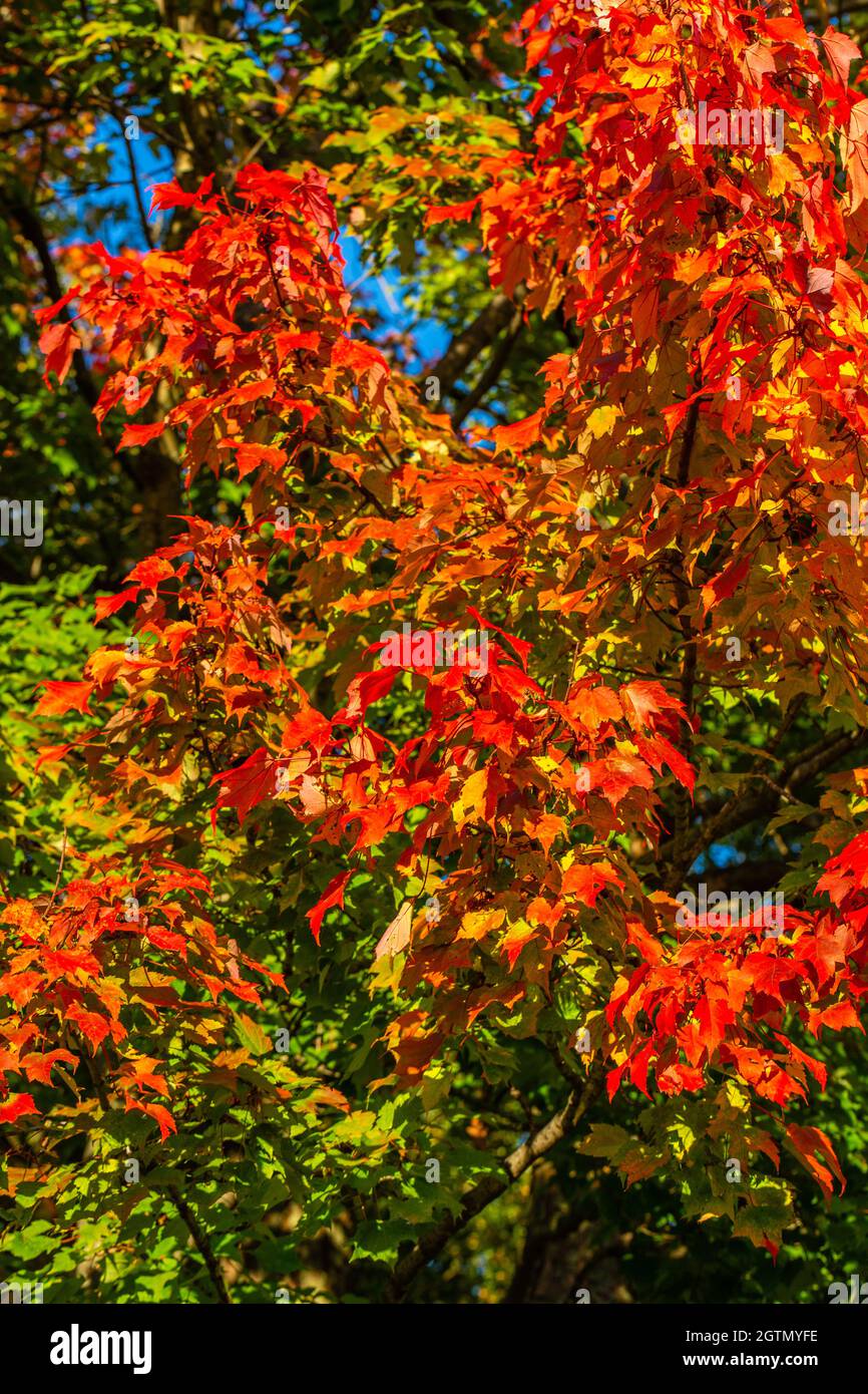 Colorful maple tree leaves to mark the start of a Wisconsin fall