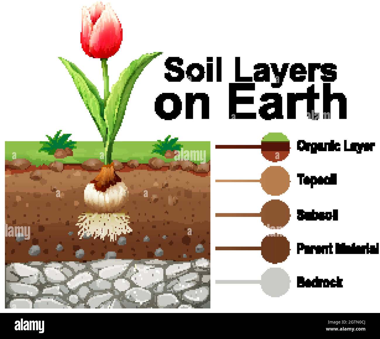 Soil layers on earth with tulip flower Stock Vector