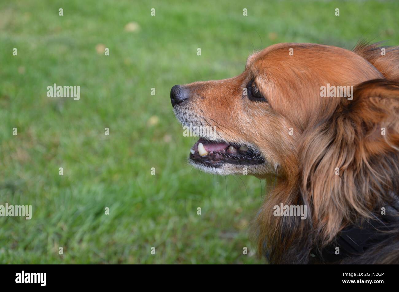 Why Do Dogs Look Away