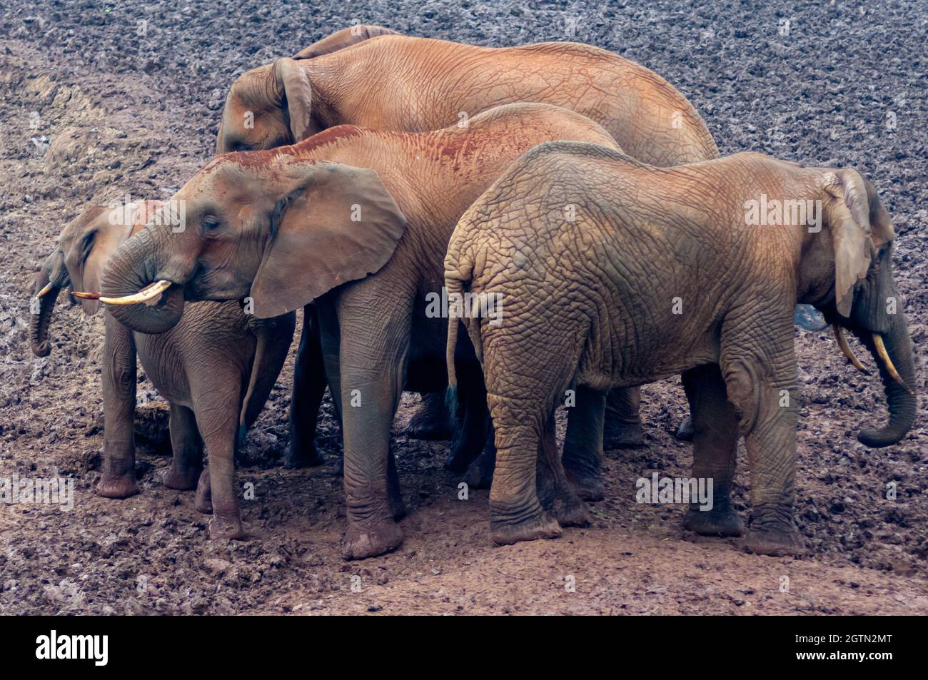 A huddle of muddy elephants in a salt lick at The Ark waterhole in Aberdare National Park in Kenya Stock Photo