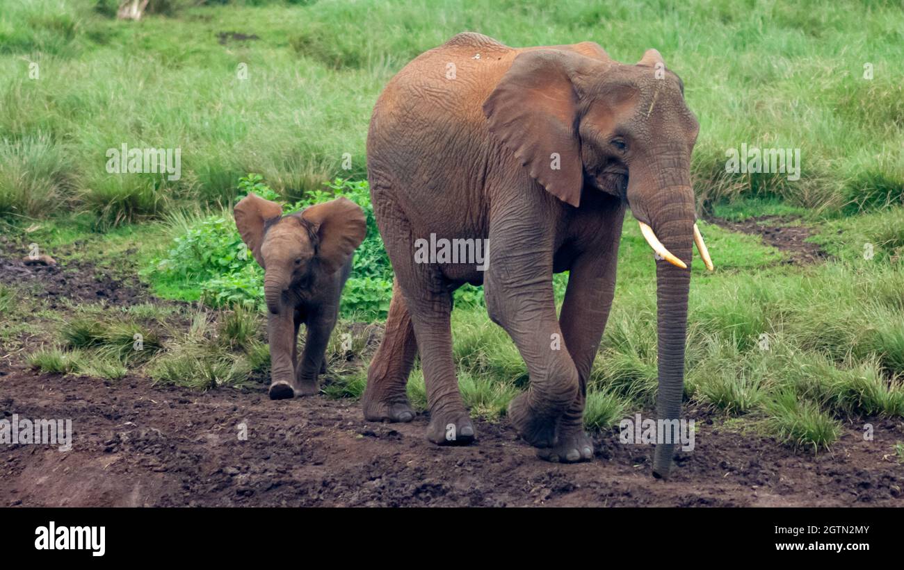 A young calf follows a large elephant cow at the Ark waterhole in Aberdare National Park in Kenya Stock Photo