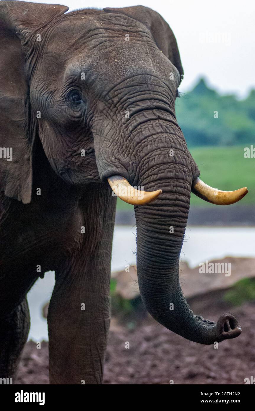 A large bull elephant with impressive tusks at the Ark waterhole in Aberdare National Park, Kenya. Stock Photo