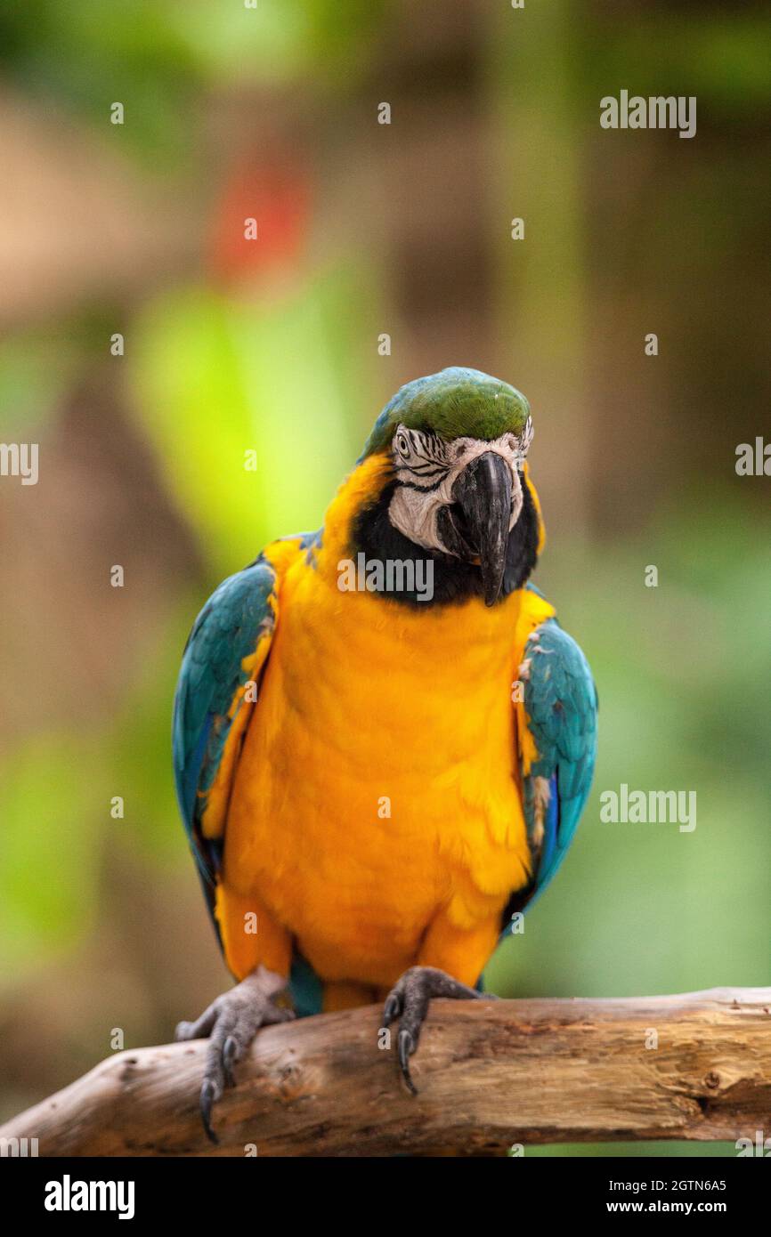 Blue And Gold Macaw Bird Ara Ararauna Perches In Captivity In Florida
