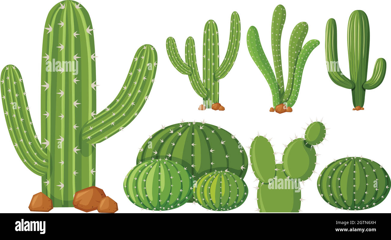 Different types of cactus plants Stock Vector Image & Art Alamy