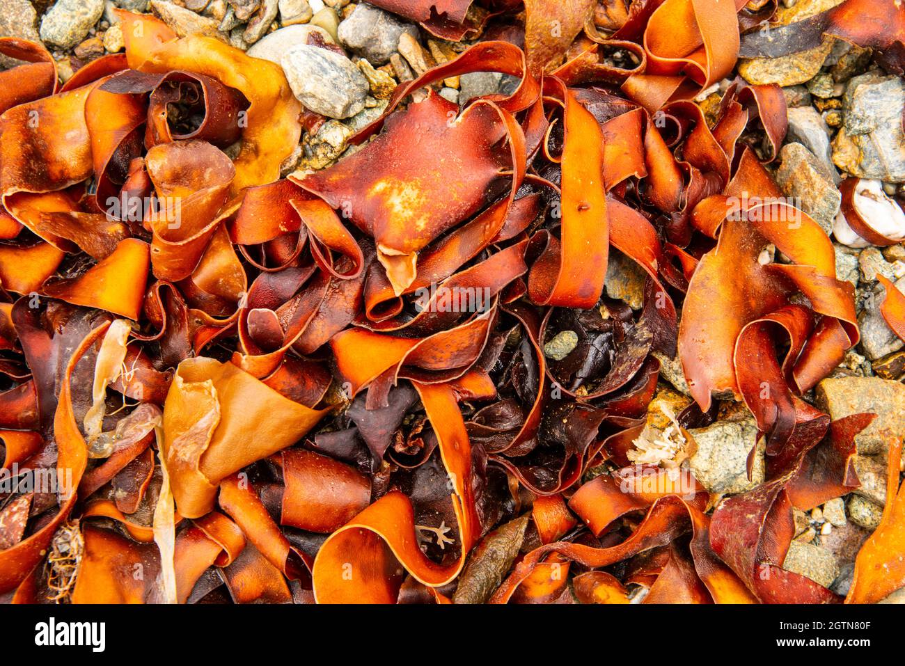 Seaweed Stock Photo