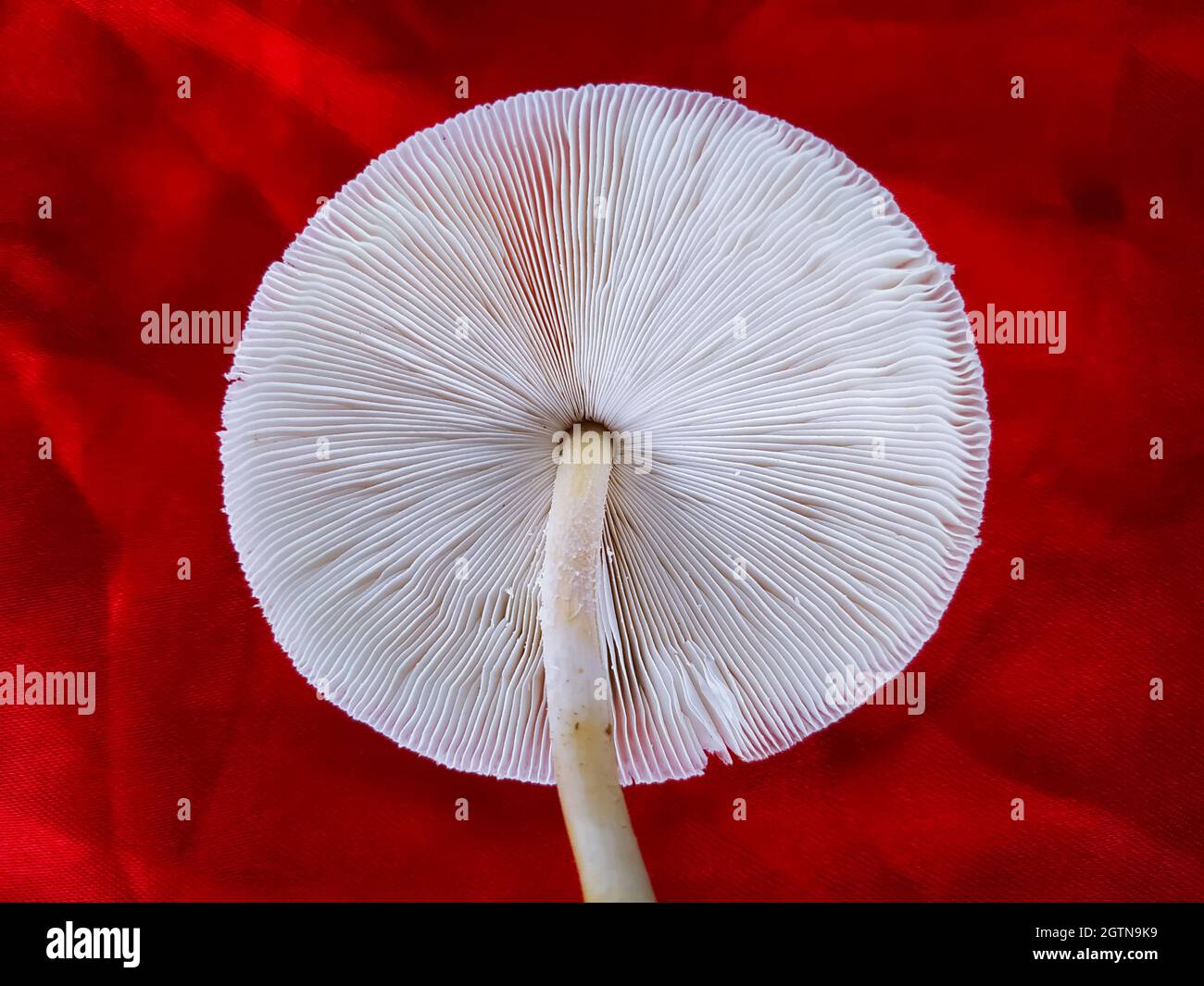 Psilocybe Cubensis Mushroom Isolated On Red Background. Stock Photo