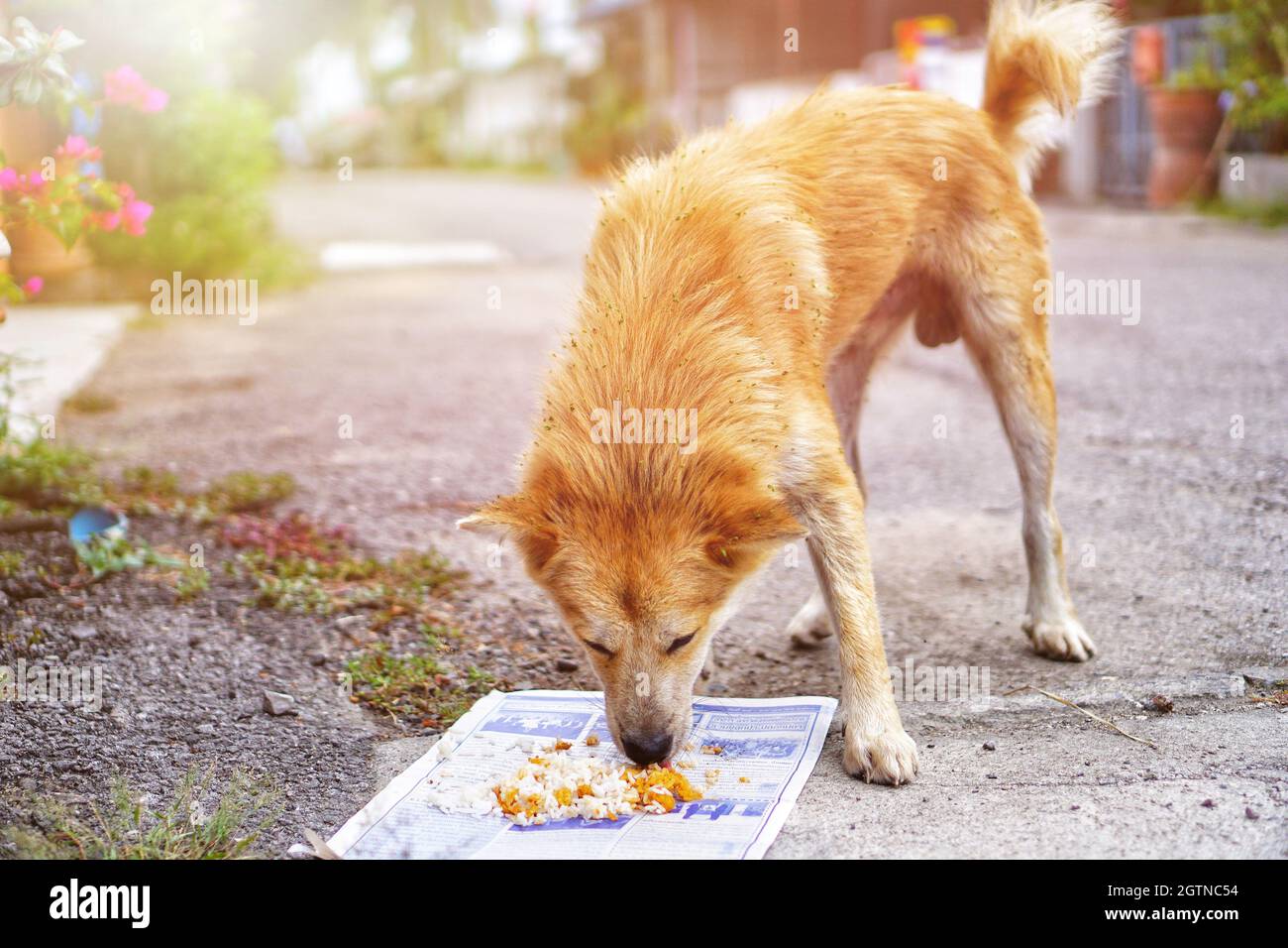 What Do Homeless Dogs Eat