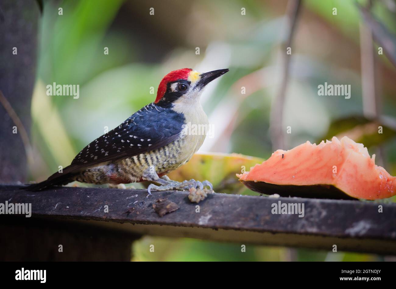 Black-cheeked Woodpecker - Melanerpes Pucherani In Puerto Viejo De Sarapiqui Stock Photo