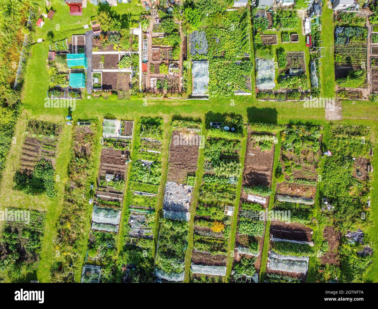 Allotments seen from above in England Stock Photo