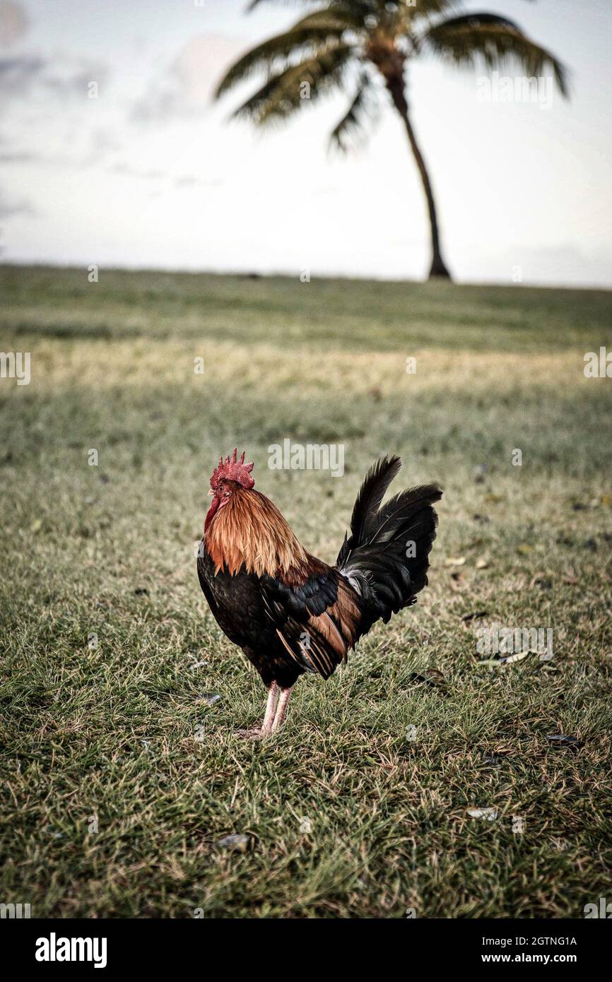 Hawaiian rooster hires stock photography and images Alamy