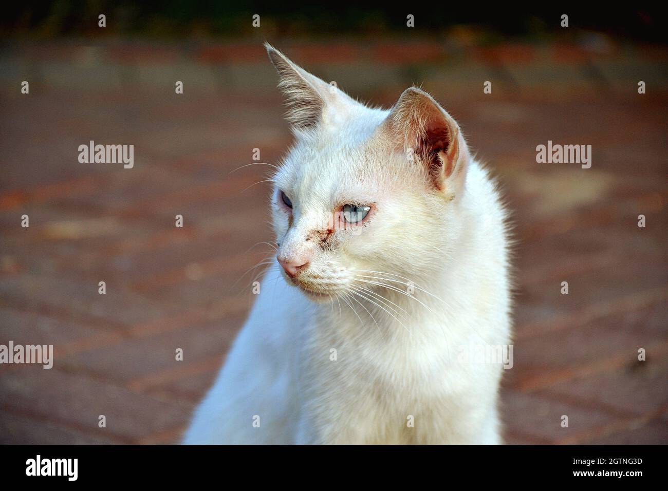 Abu dhabi cat hires stock photography and images Alamy