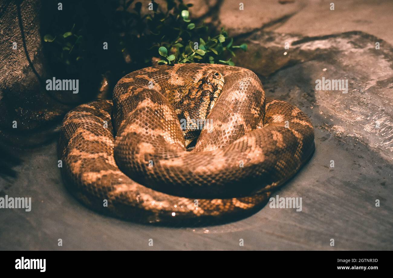 Coiling snake hi-res stock photography and images - Alamy
