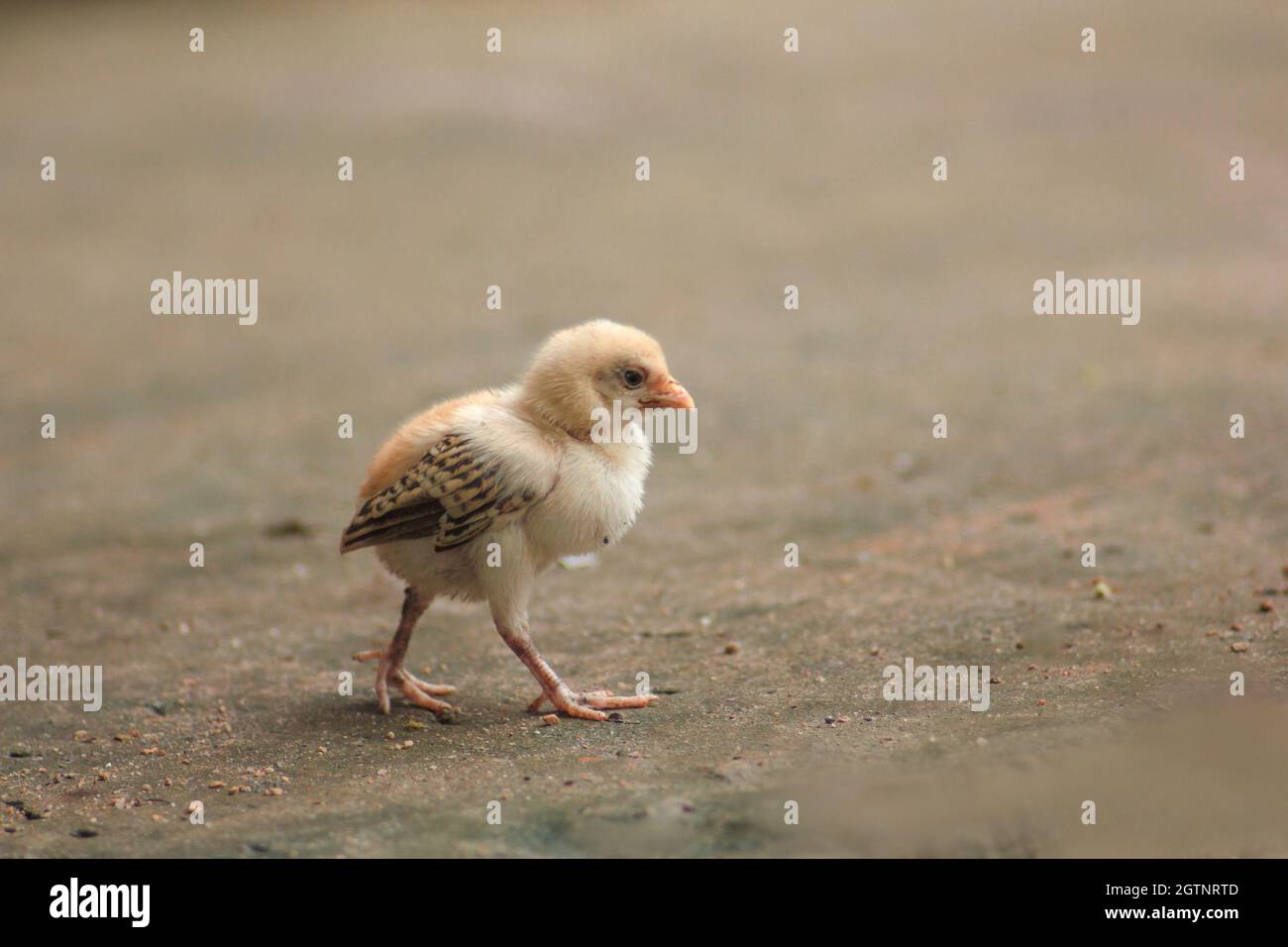 Close-up Of Baby Chicken On Land Stock Photo