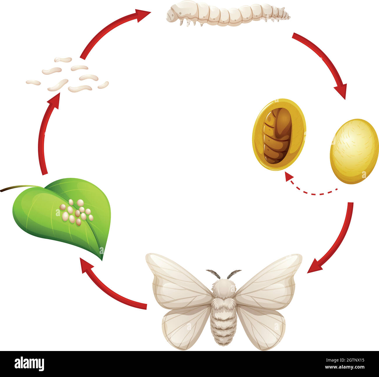 Life cycle of a silkworm Stock Vector