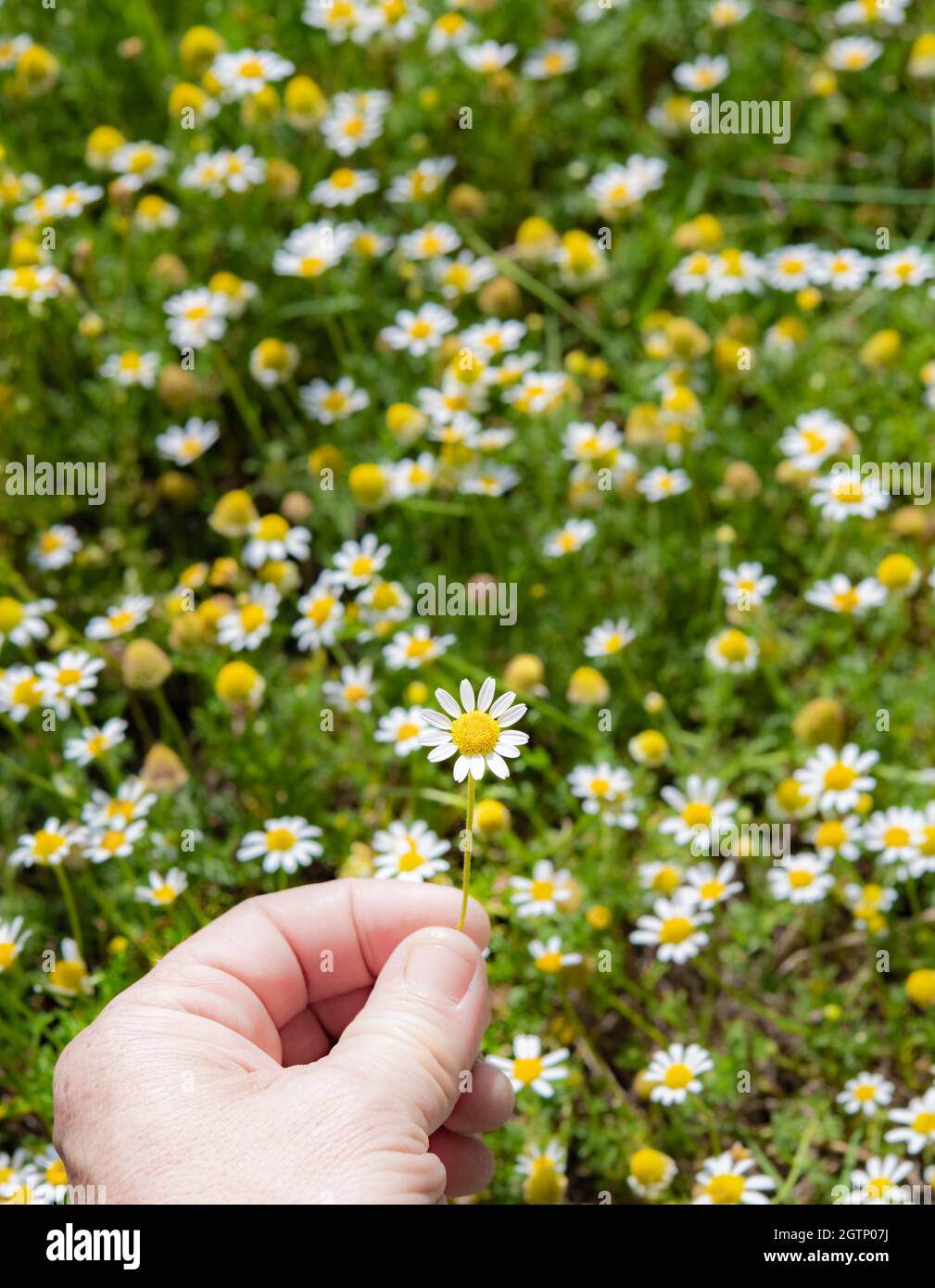 Cropped Hand Holding Flowers Against Plants Stock Photo