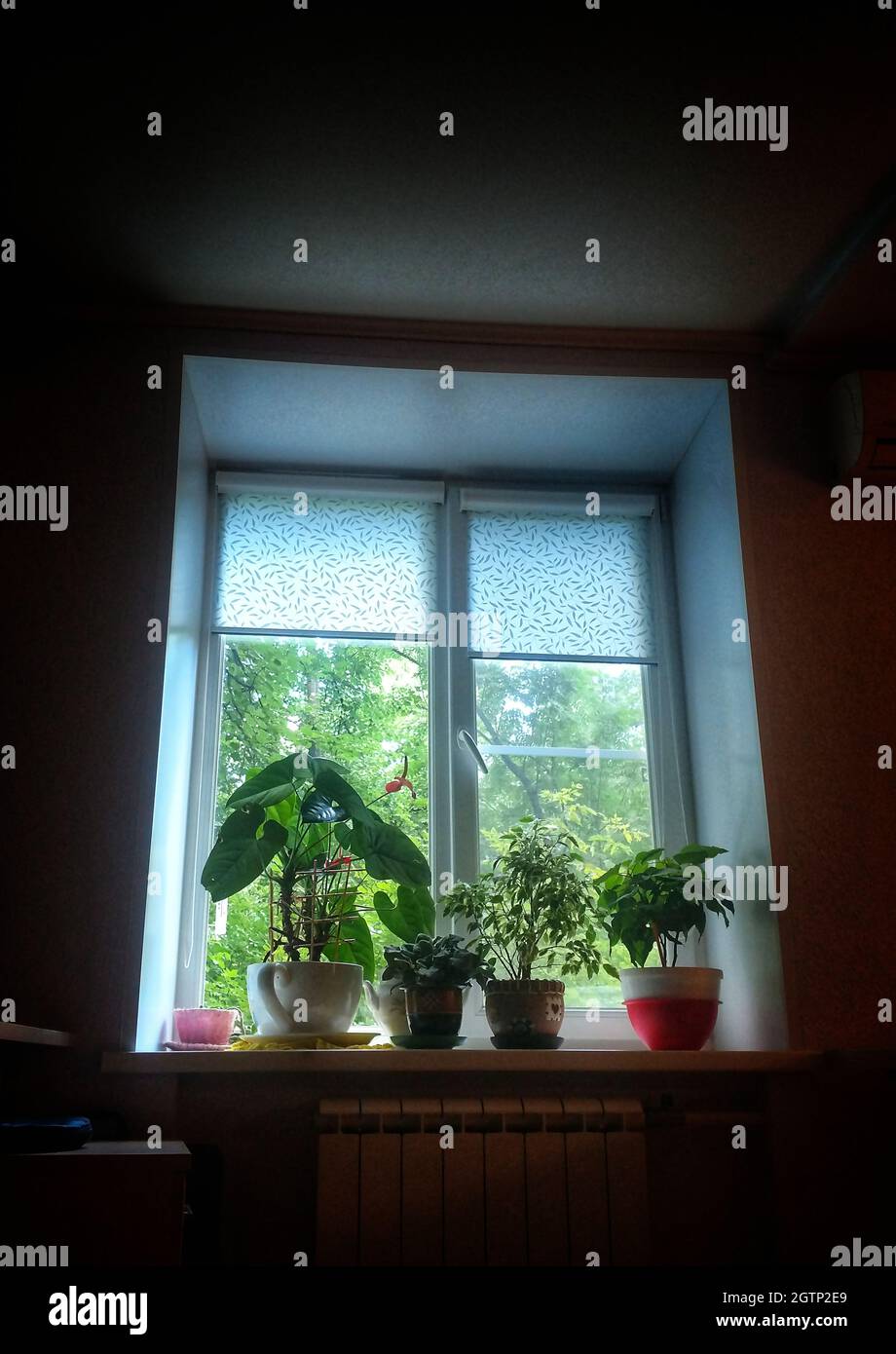 Potted Plants On Window Sill At Home Stock Photo