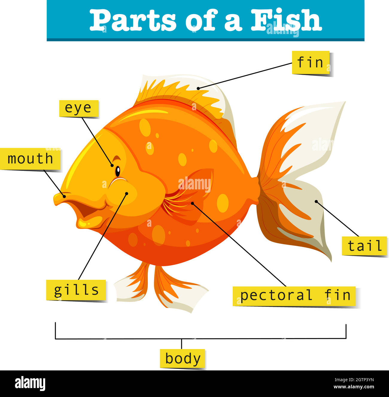 Diagram with parts of fish Stock Vector
