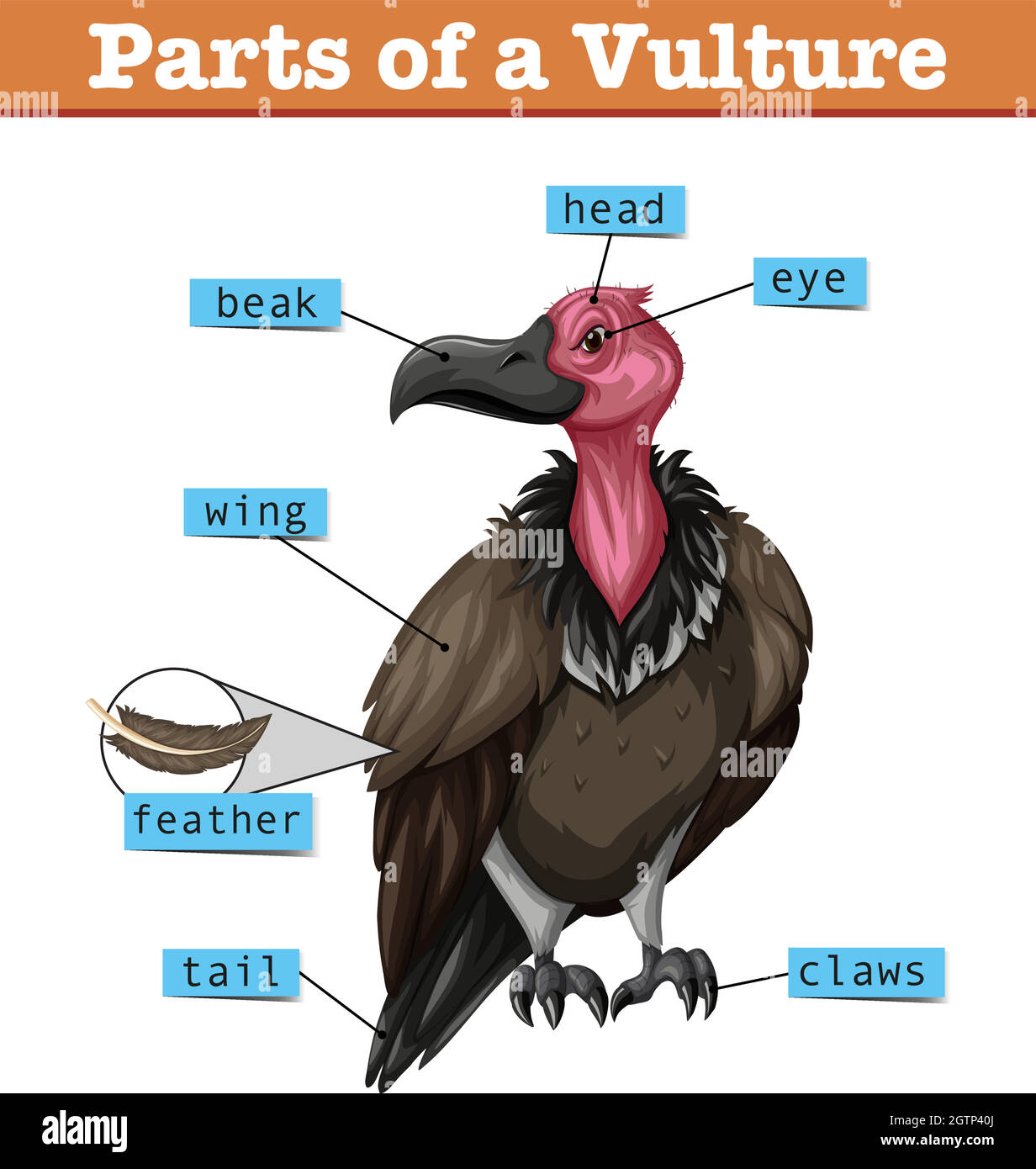 Diagram showing parts of vulture Stock Vector Image & Art - Alamy