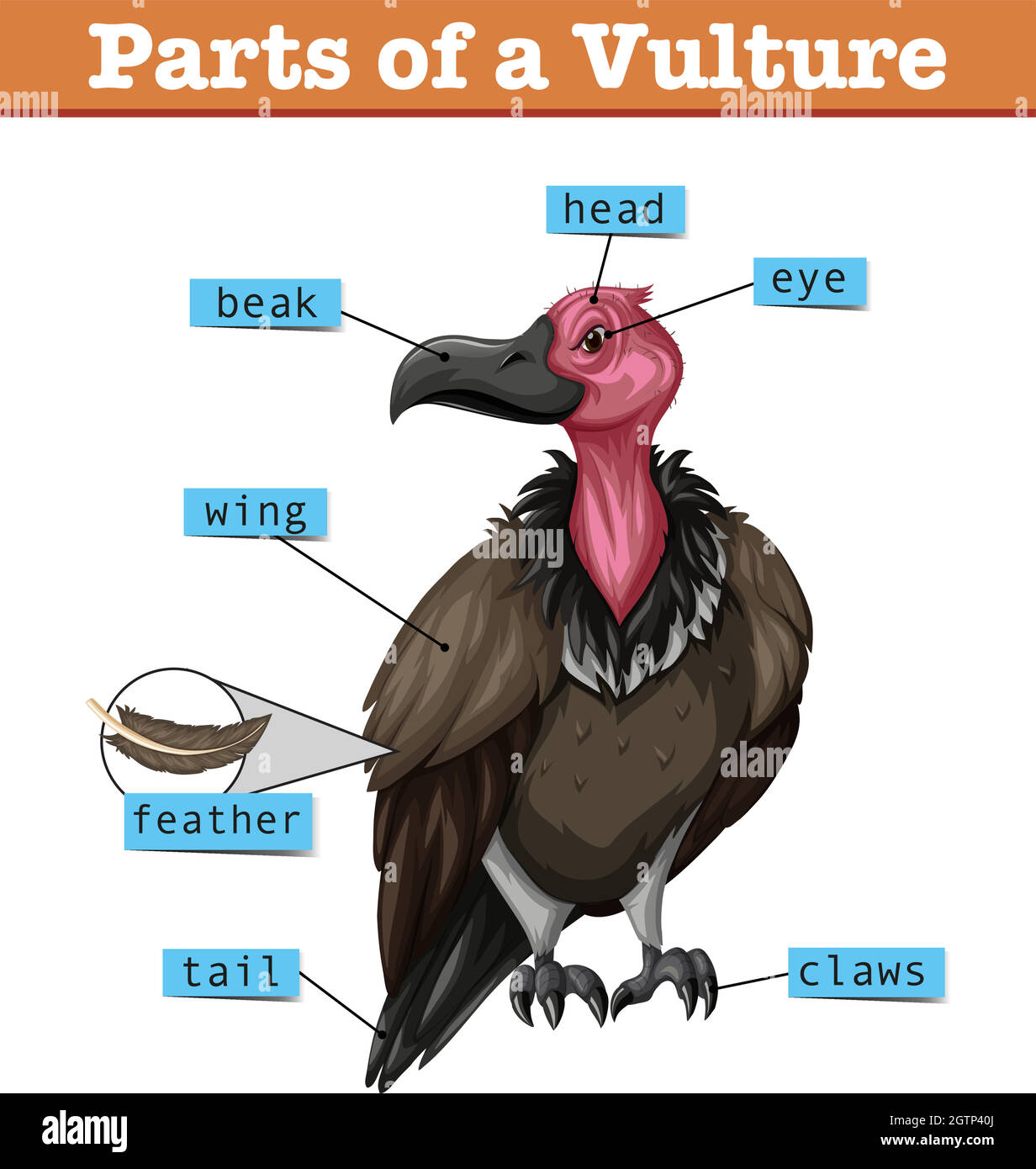 Diagram showing parts of vulture Stock Vector