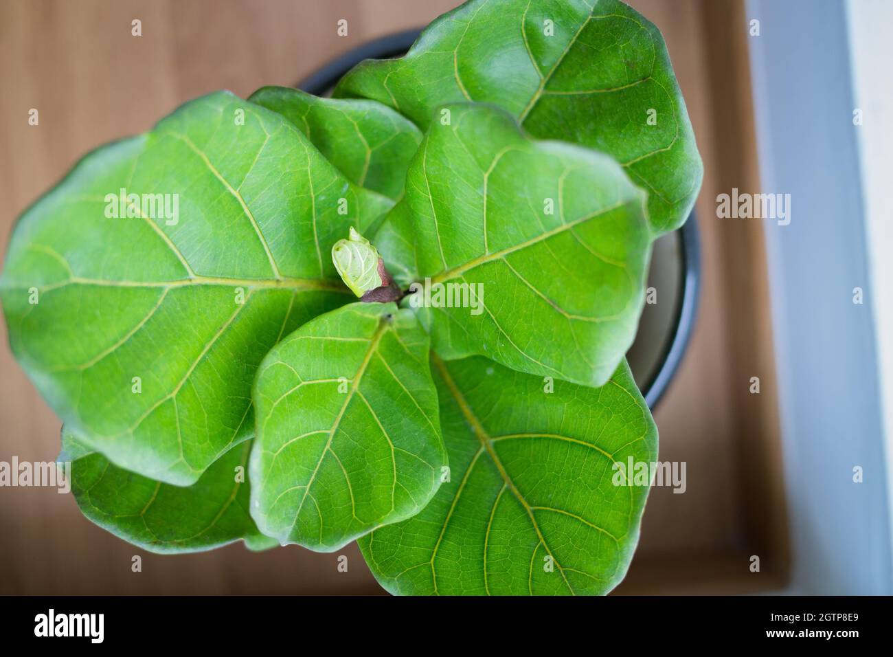 A Fiddle Leaf Fig Or Ficus Lyrata Pot Plant With Large, Green, Shiny Leaves Stock Photo Alamy