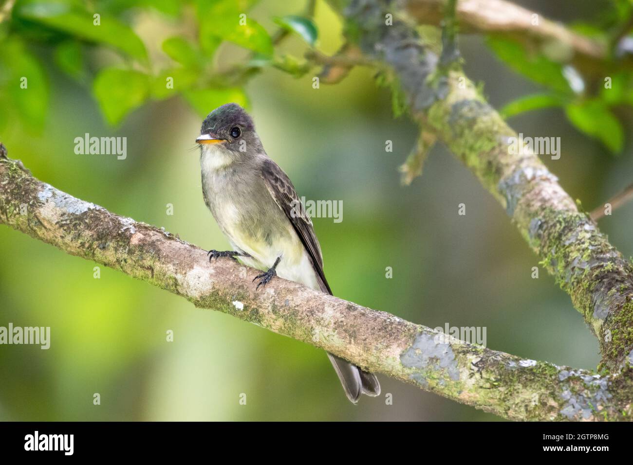 A vibrant photo of a Yellow-bellied Elaenia (Elaenia flavogaster) perching in a tree with a soft blurred background. Stock Photo