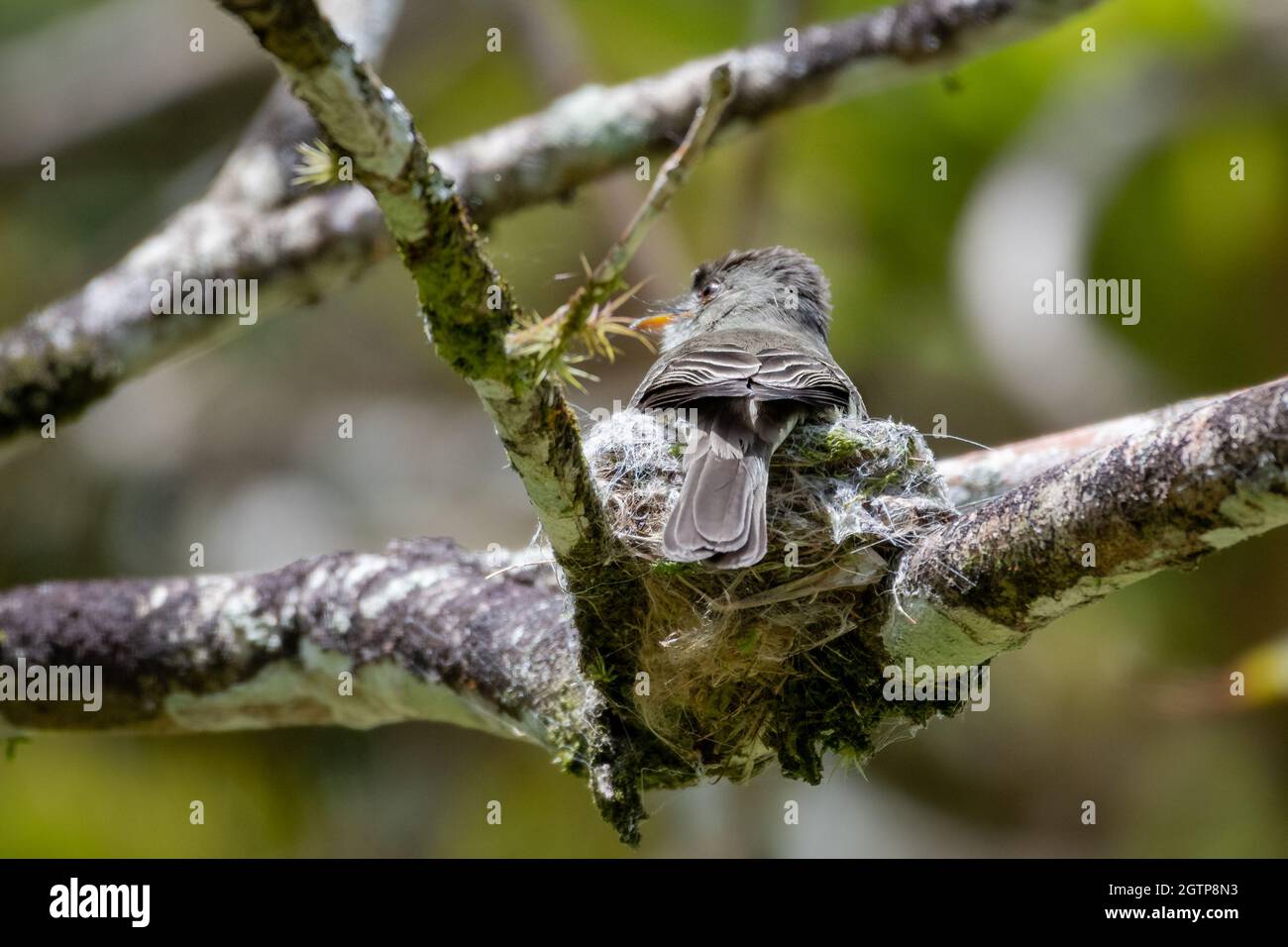 A Yellow-bellied Elaenia (Elaenia flavogaster) sitting in her nest in the rainforest of Trinidad. Stock Photo