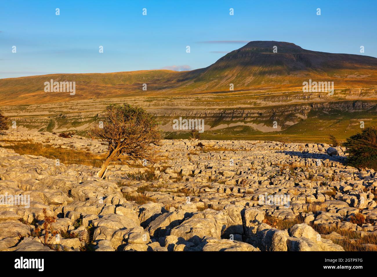 Tree Growing out of Limestone Pavement with Ingleborough in the background, Yorkshire Dales, England, UK. Stock Photo
