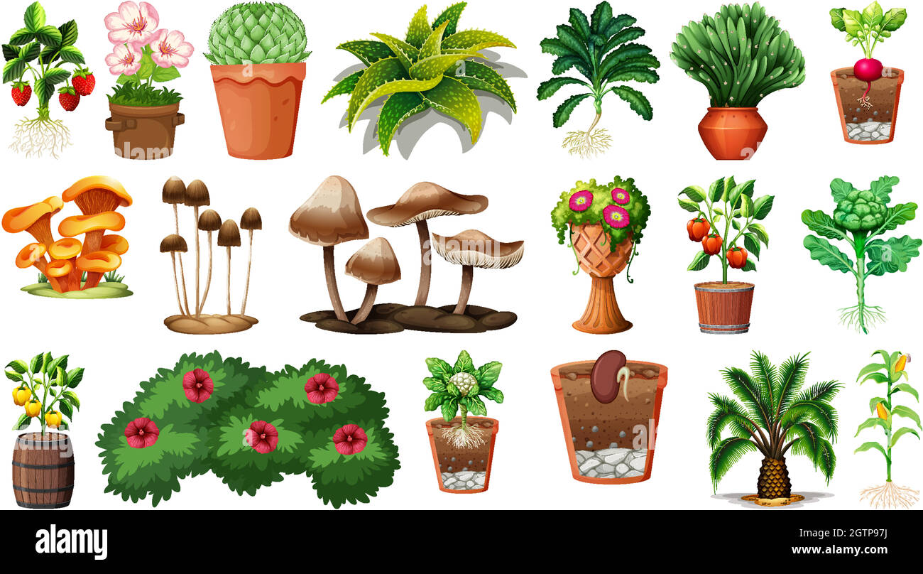 Set of different plants in pots isolated on white background Stock ...
