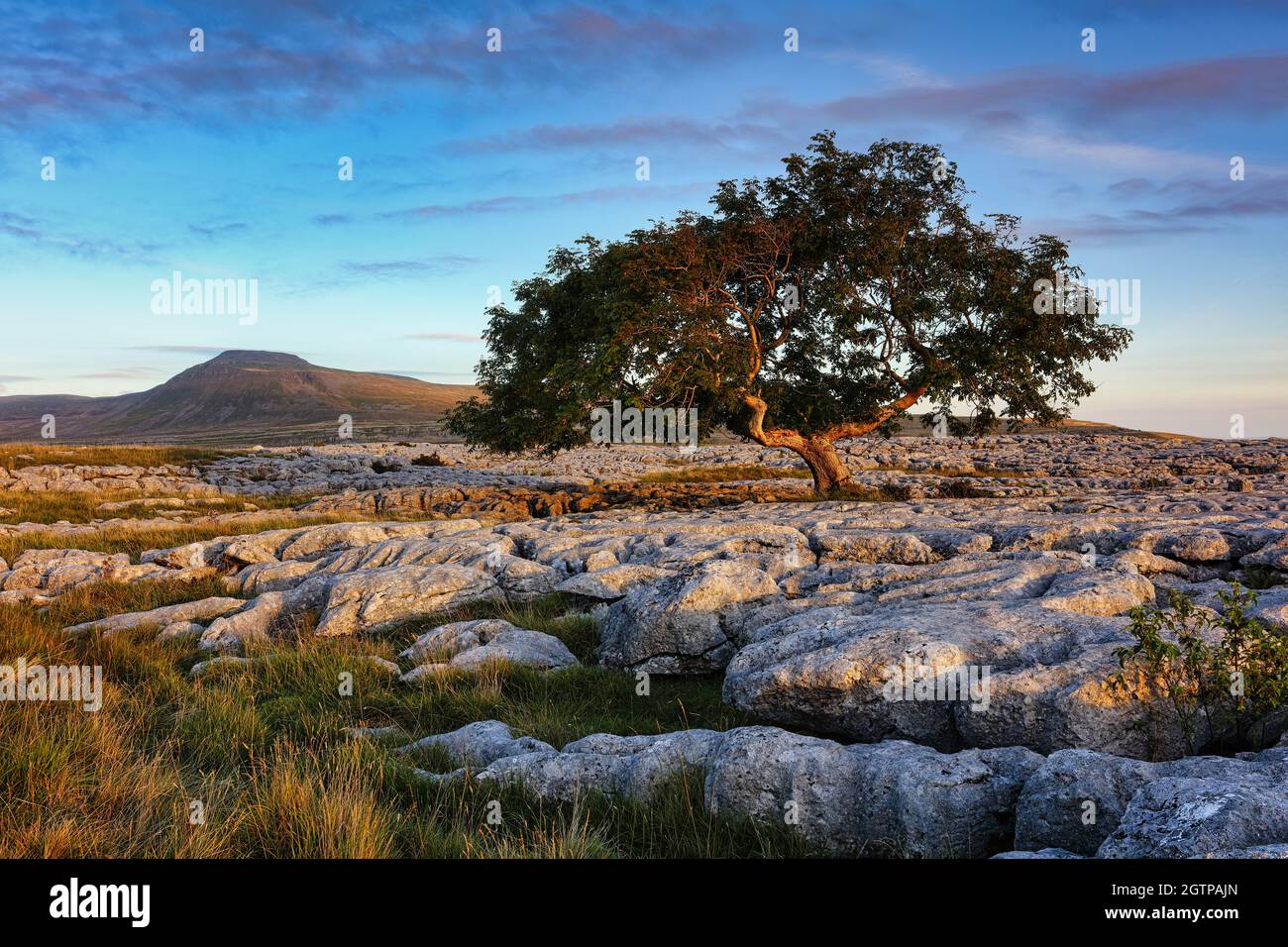Tree Growing out of Limestone Pavement with Ingleborough in the background, Yorkshire Dales, England, UK. Stock Photo
