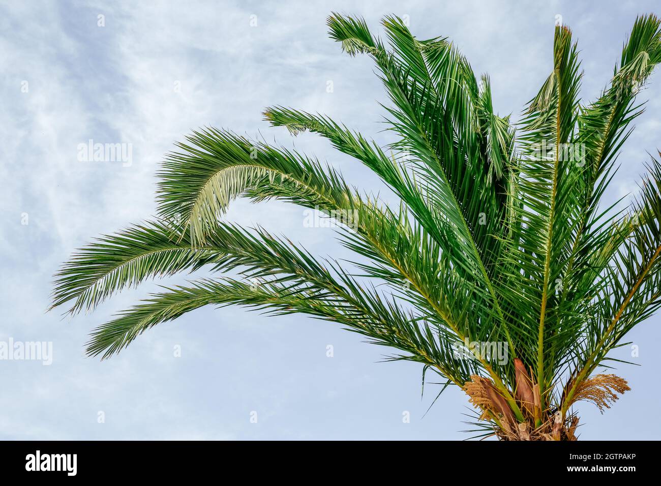 Leaves of palm tree on blue sky background Stock Photo - Alamy