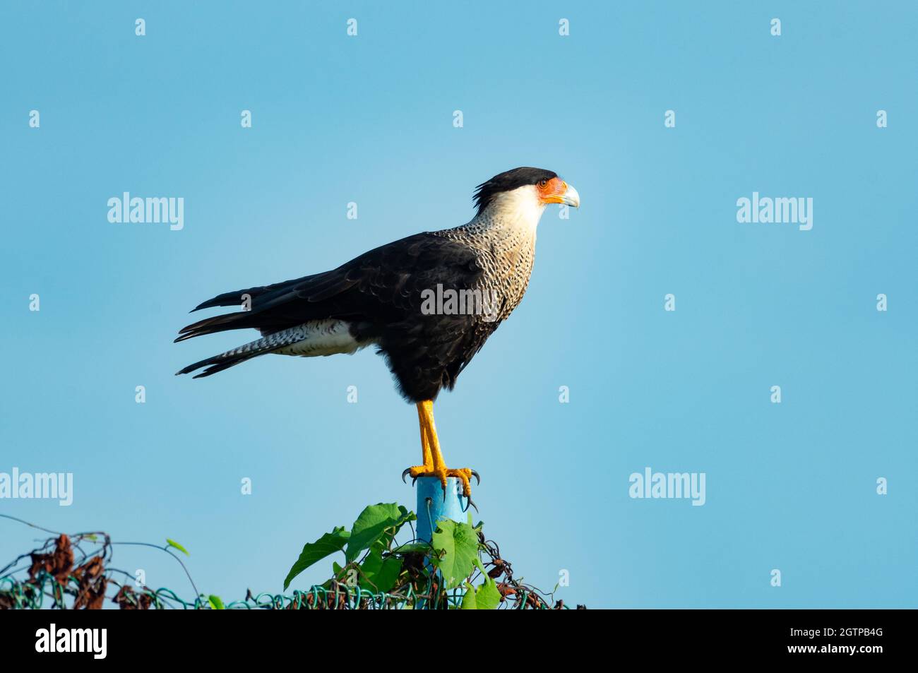 A Crested Caracara (Caracara plancus) perching on a chain link fence with ivy naturally lit by sunlight. Stock Photo