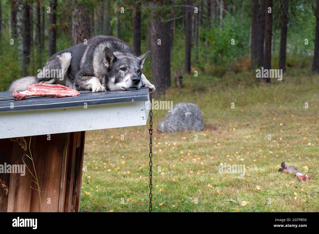 Typical breed of dog for hunting moose a Jamthund taking rest on the doghouse roof, picture from vasternorrland sweden. Stock Photo
