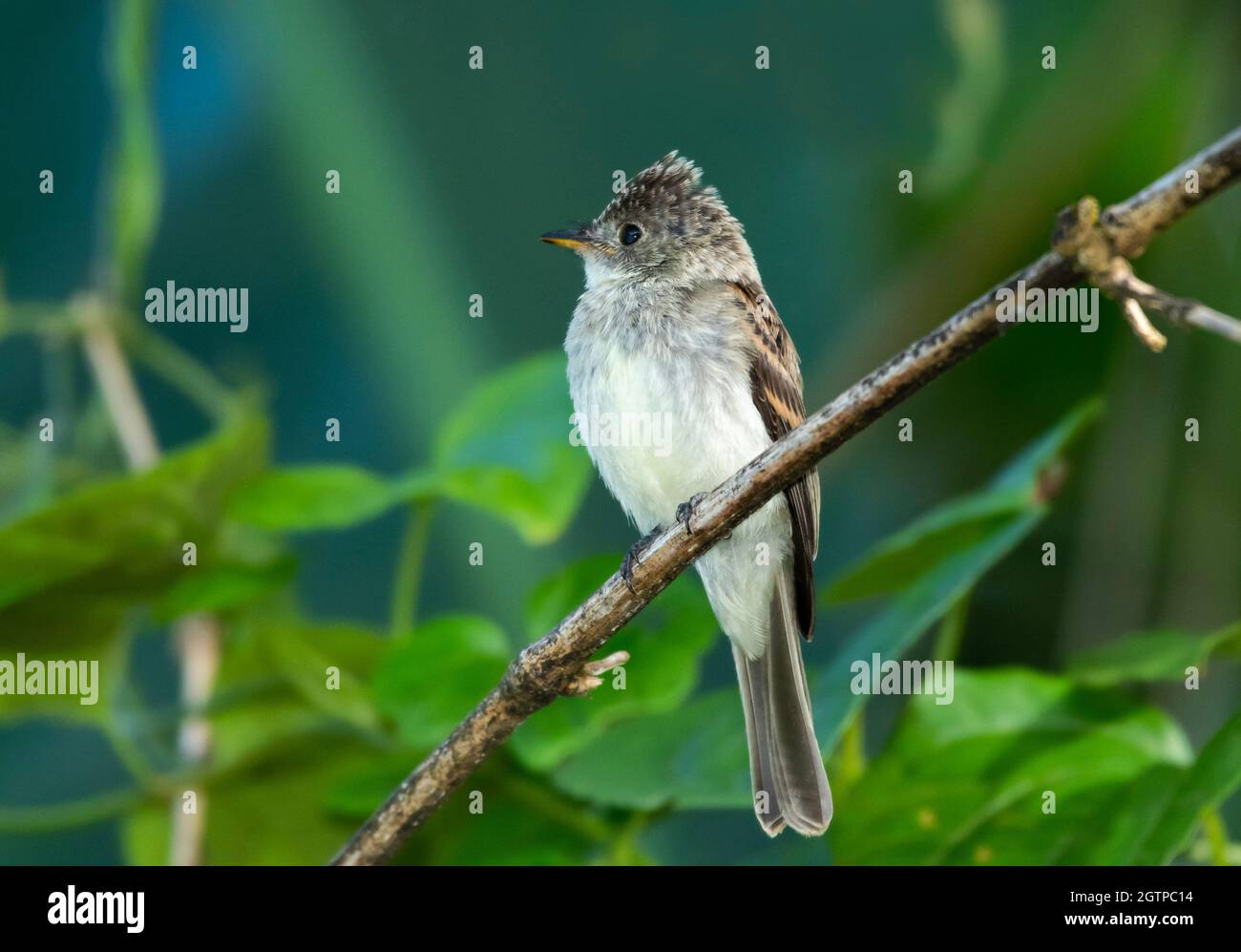 A young Tropical Pewee, Contopus cinereus, perching on a branch in the rainforest of Trinidad with leaves blurred in the background. Stock Photo