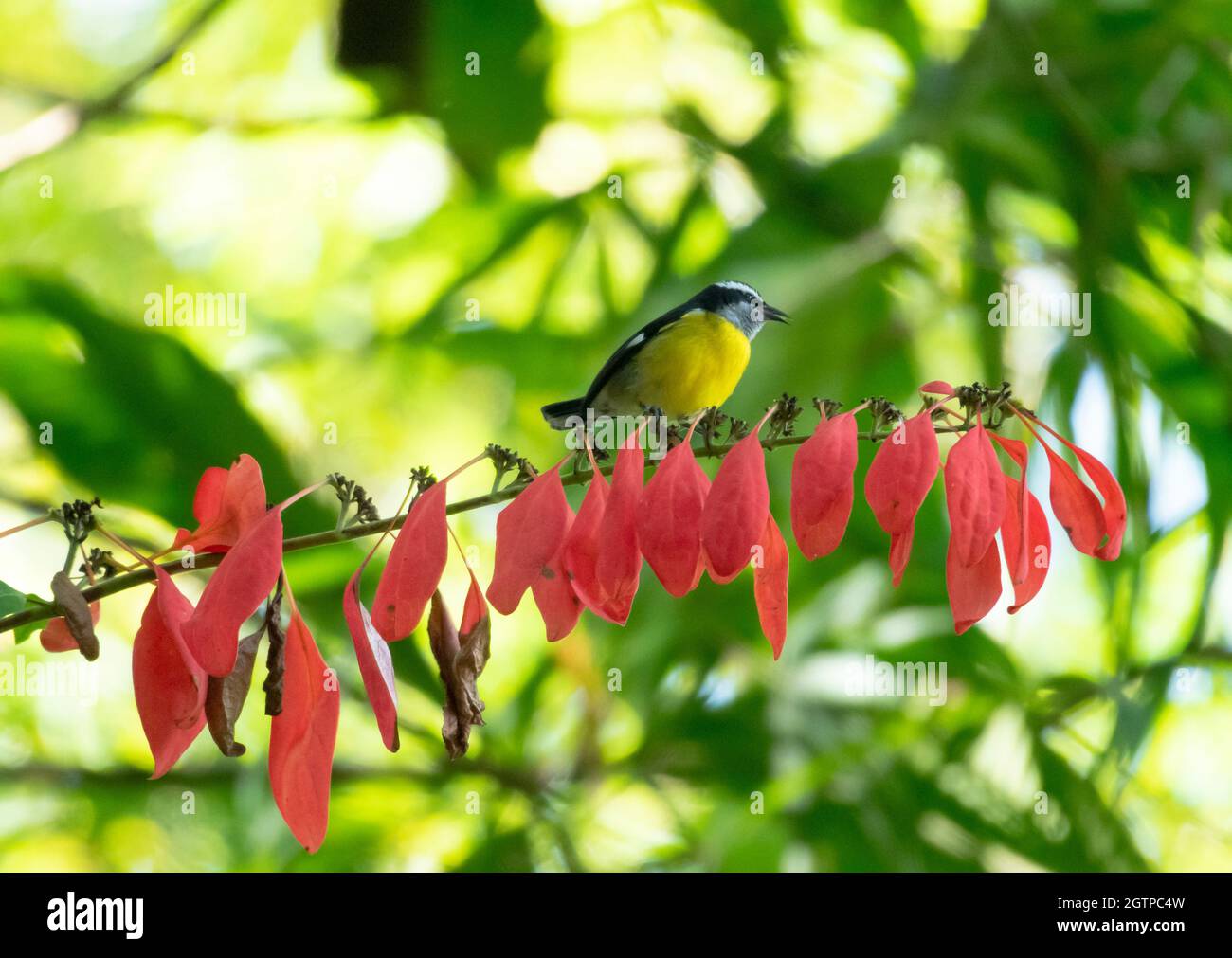 A Bananaquit chirping on the national flower of Trinidad W.I., the Chaconia flower in the rainforest in the Northern Range of Trinidad. Stock Photo