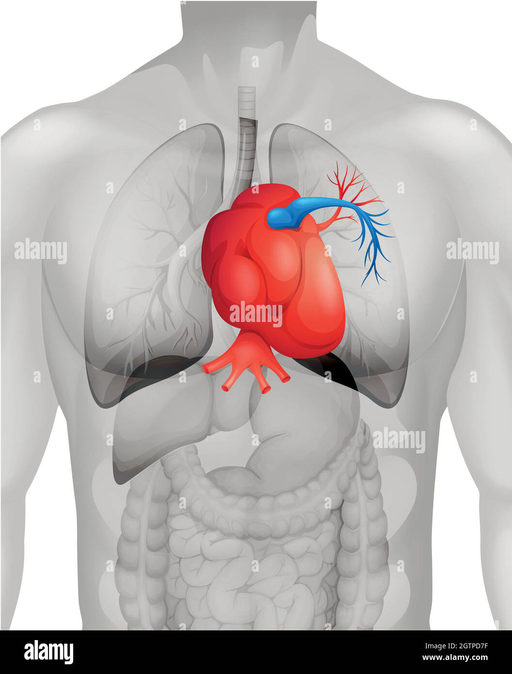 Human heart diagram in detail Stock Vector