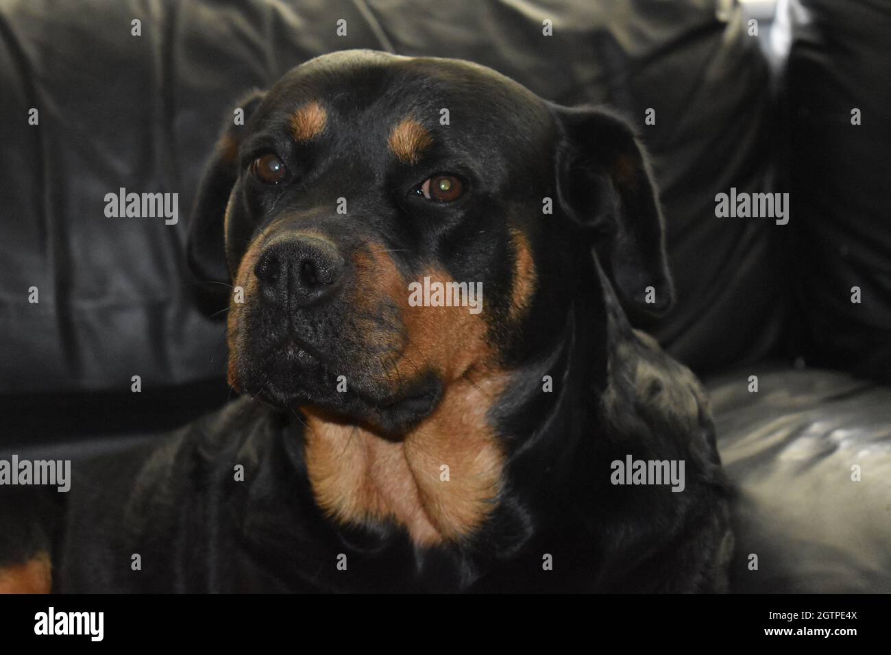 Are Rottweilers Good Search And Rescue Dogs