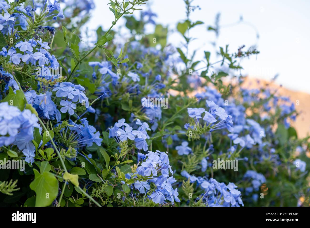 Blooming blue plumbago auriculata or cape leadwort plant, sky background. Light blue color flowers climber bush Stock Photo