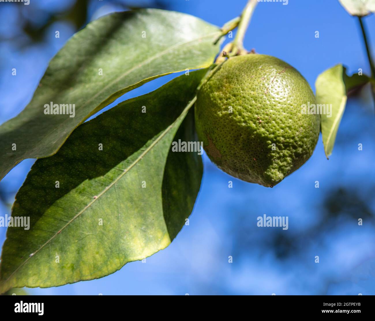 Green lemon hanging from a lemon tree, closeup view, blue sky
