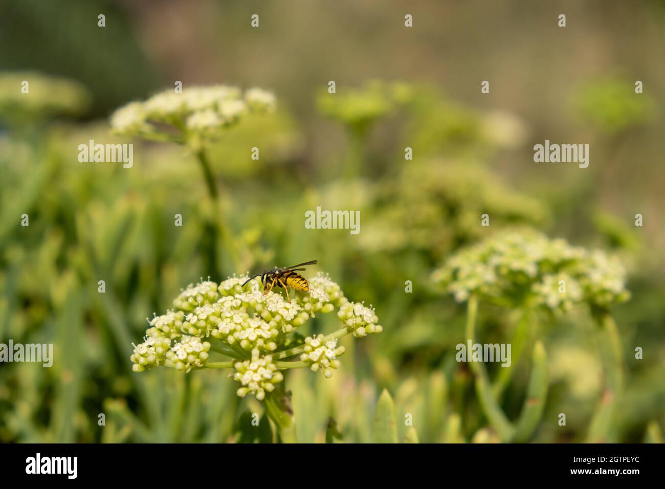 Wild honeybee on blooming sea fennel or crithmum or rock samphire plant, closeup view.  Bee collecting pollen from flower. Pollination, nectar collect Stock Photo