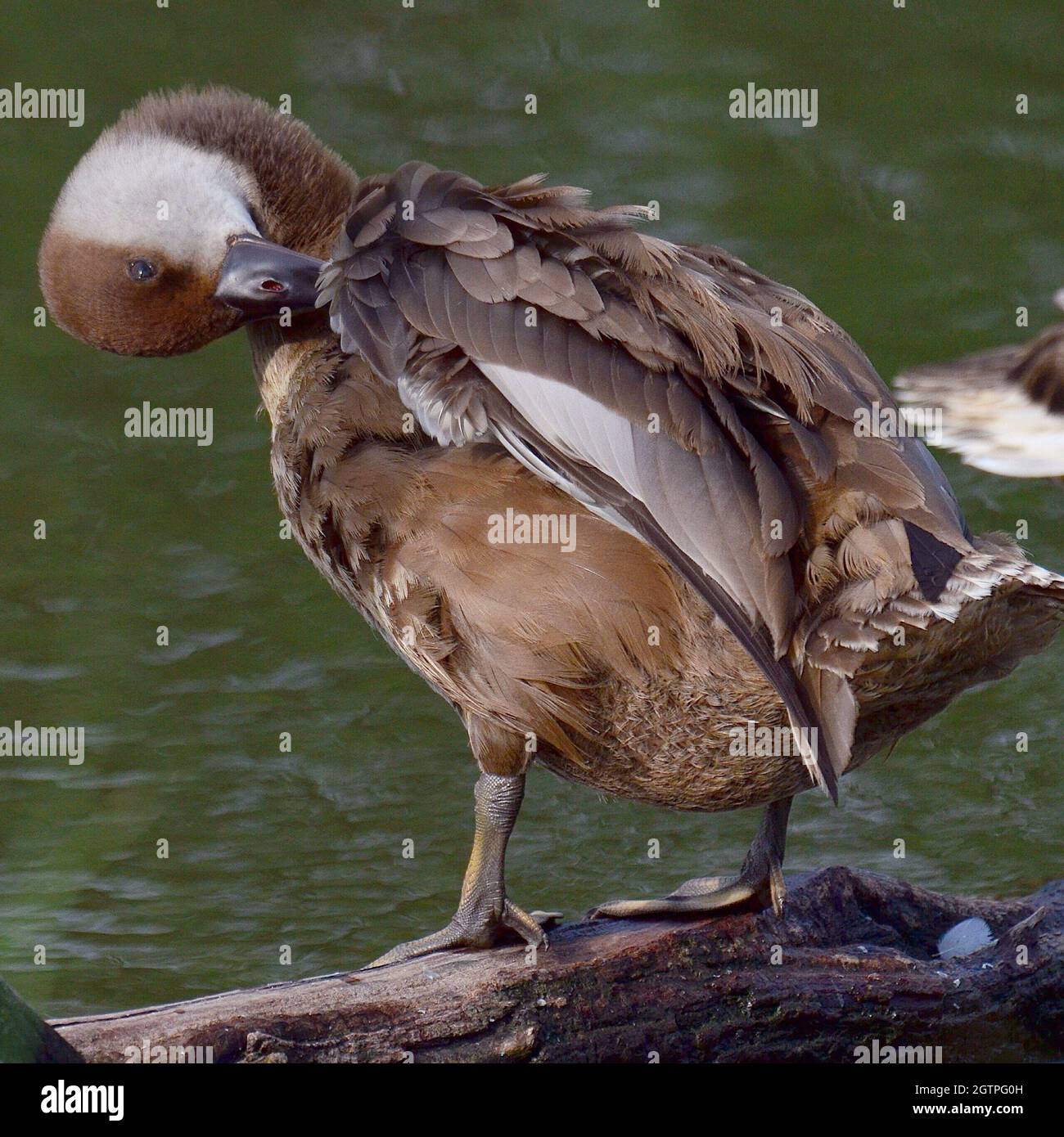 Close-up Of Bird Perching On Lakeshore Stock Photo