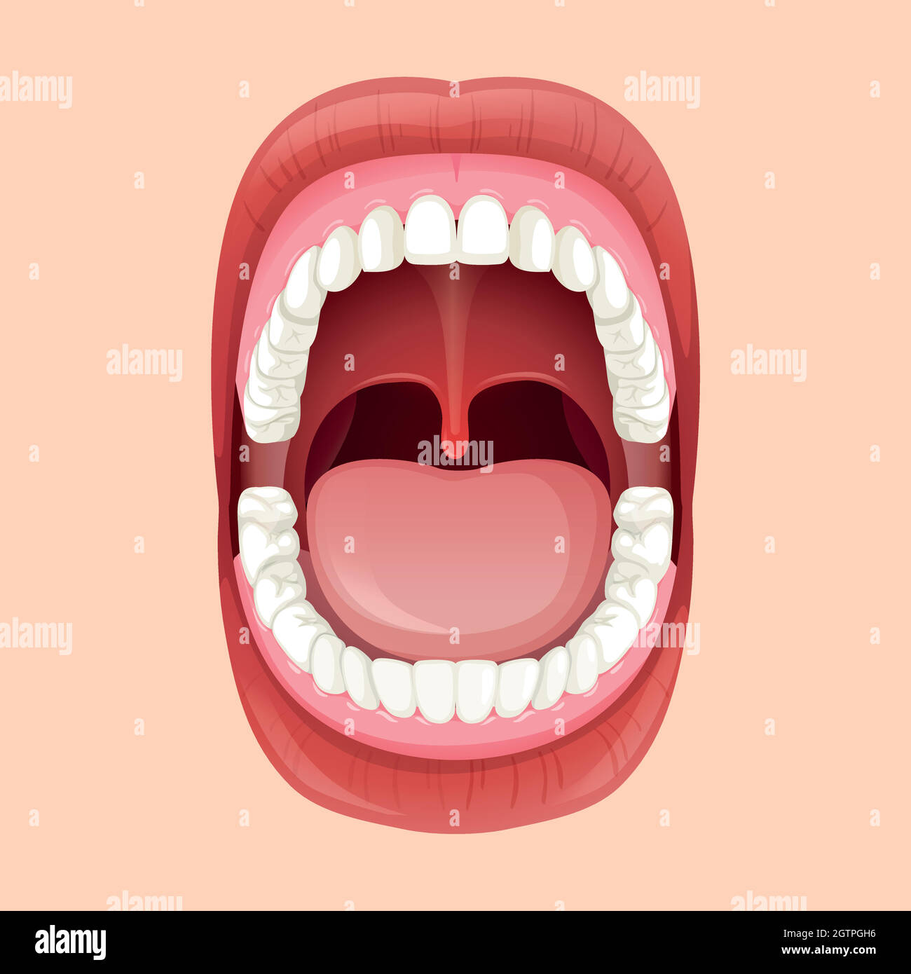 Anatomy Of The Human Mouth Stock Vector Image Art Alamy Anatomy Of The Human Mouth Stock Vector Image Art Alamy