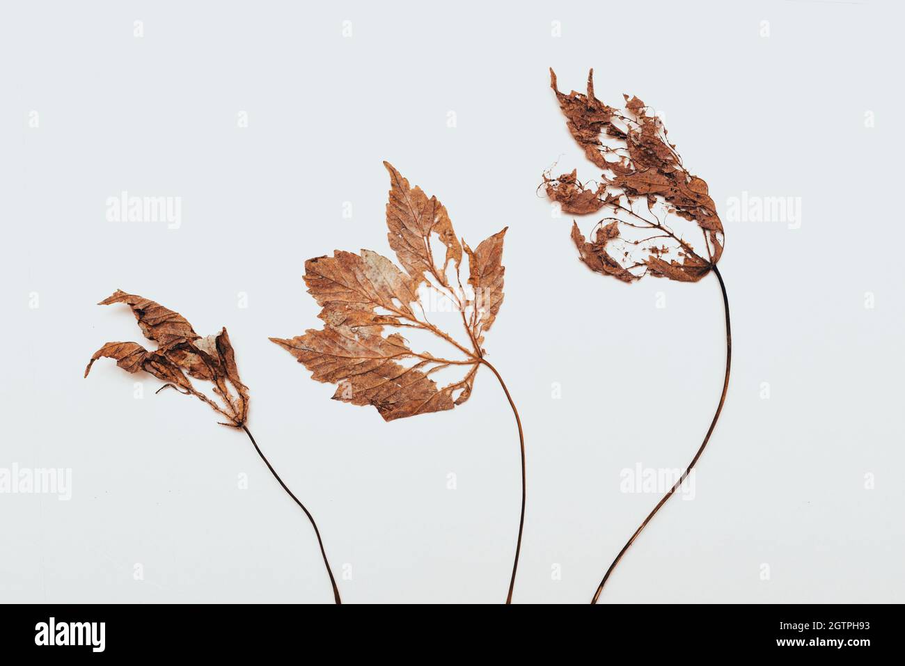 Brown Autumn leaves isolated on a white background Stock Photo - Alamy