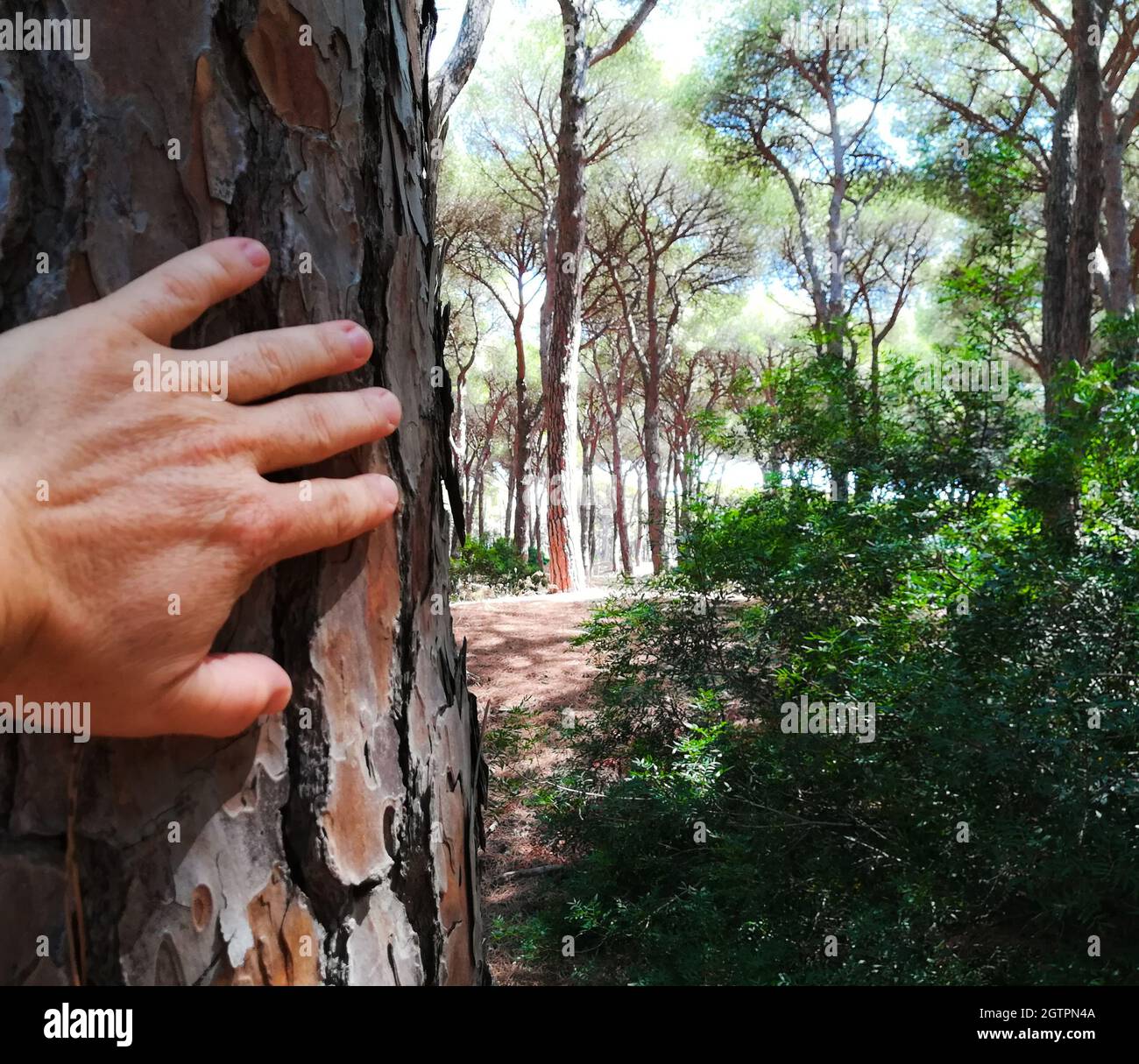 Cropped Hand Touching Tree Trunk In Forest Stock Photo