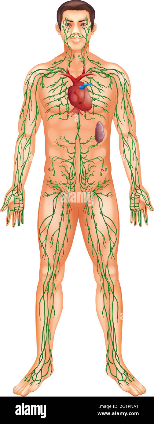 Lymphatic System Stock Vector